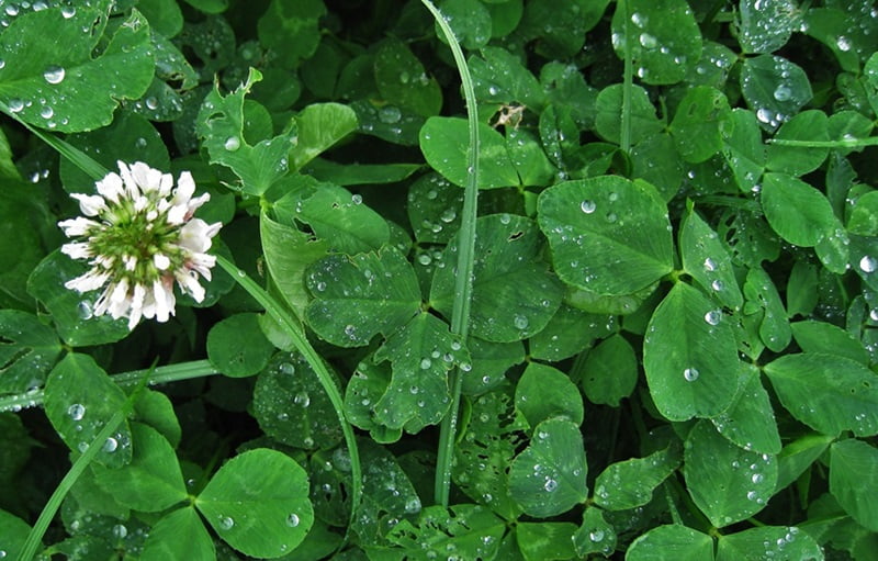 四葉のクローバーとシロツメグサ