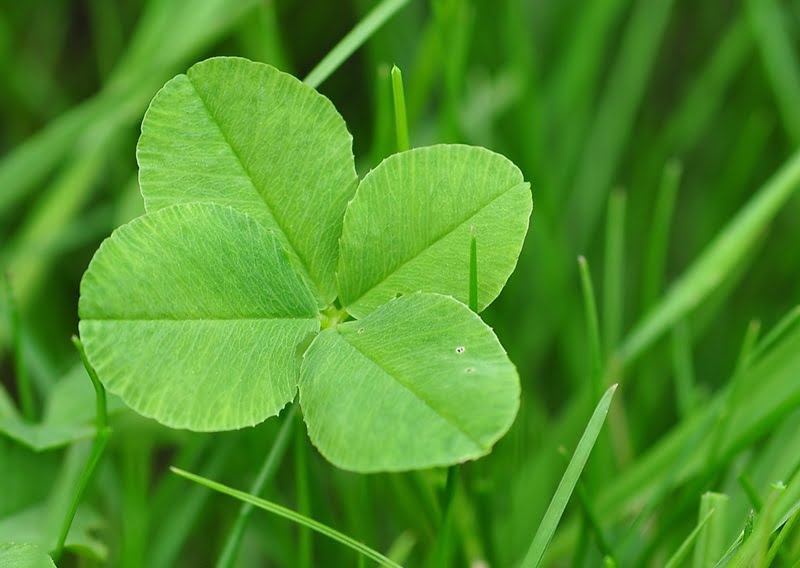 四葉のクローバー