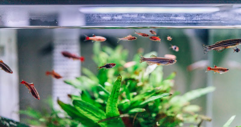 小型淡水魚の水槽