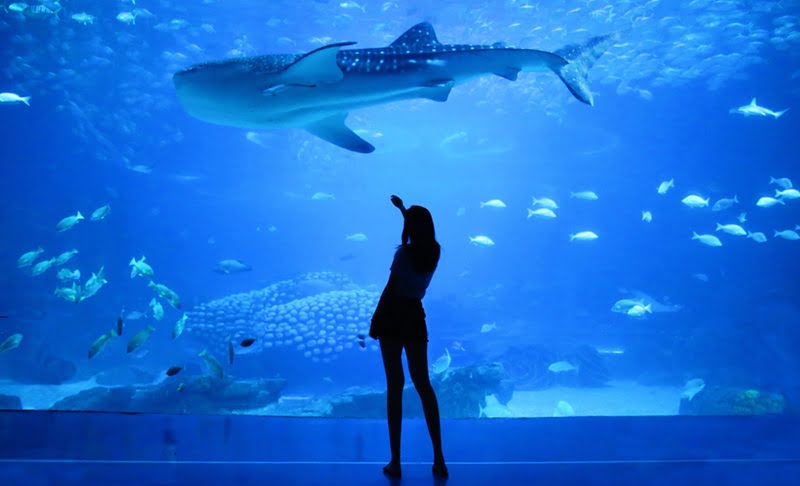 水族館のジンベイザメ